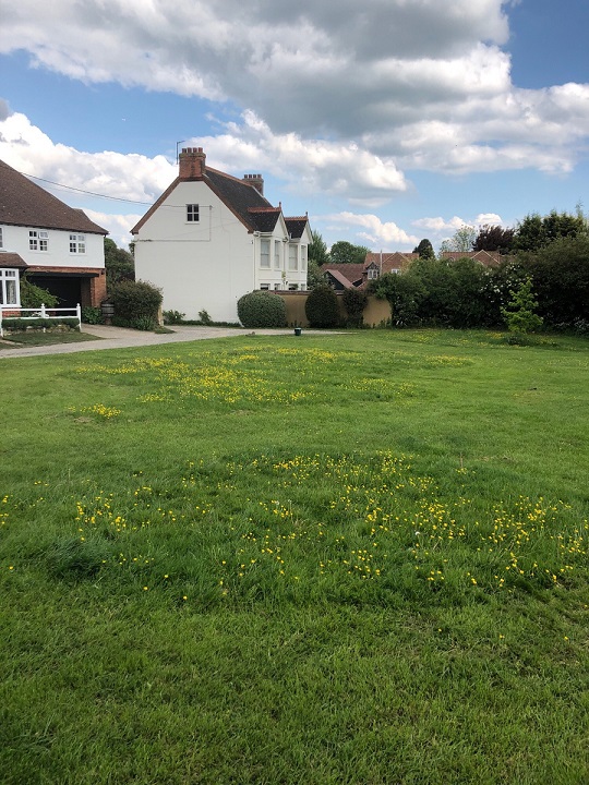 buttercups on grass verge at Townsend Green
