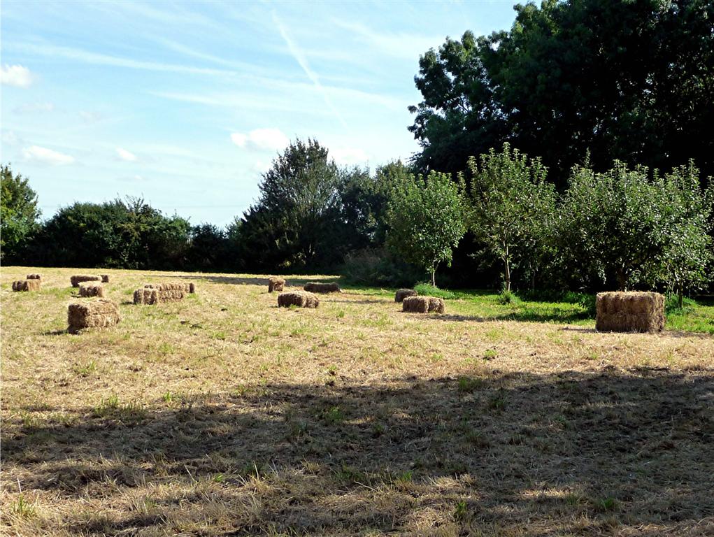 a hay meadow on a summer day with hay barrels on it