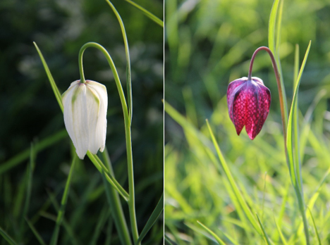 a white Snakeshead fritillarie on the left and a deep red one on the right