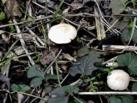 two white mushrooms