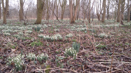 woodland floor with white flowers at Snakemoor Nature Reserve