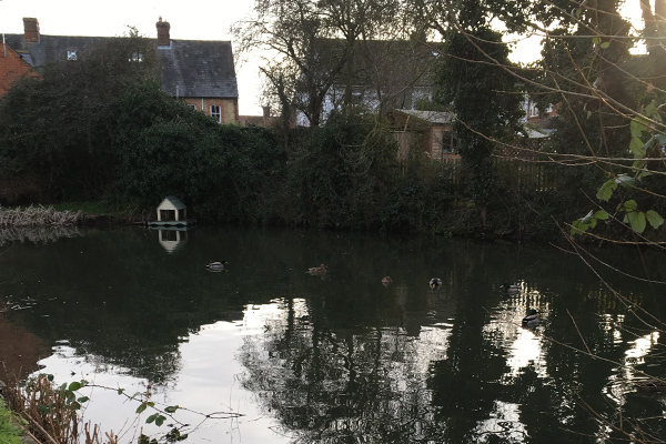 ducks and duck house at Rudds Pond