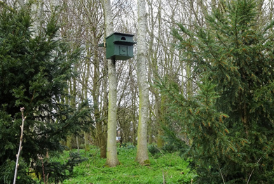 owl box