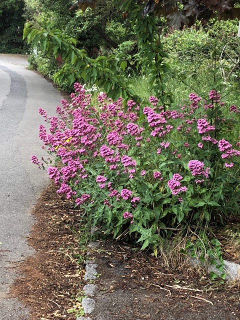 pink flower on verge beside footpath