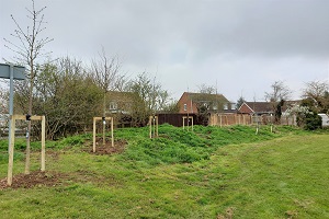 More Trees for Haddenham