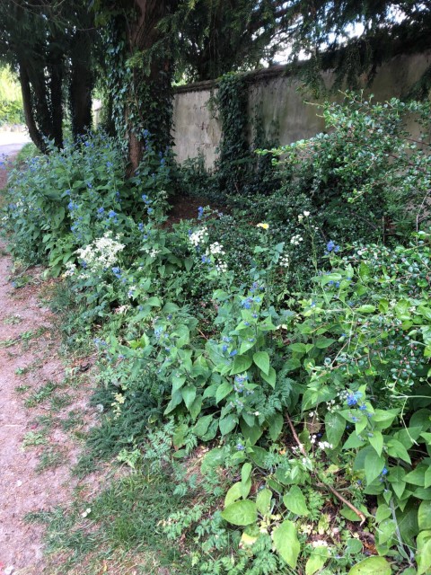 blue flower on verge beside footpath